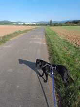 POLLI, Hund, Mischlingshund in Kelkheim - Bild 2