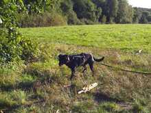 POLLI, Hund, Mischlingshund in Kelkheim - Bild 9