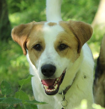 SARP, Hund, Mischlingshund in Wagenfeld - Bild 12