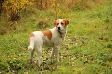 SARP, Hund, Mischlingshund in Nordkirchen - Bild 16