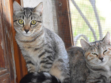 ADRIA, Katze, Europäisch Kurzhaar in Berlin - Bild 2