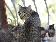 ADRIA, Katze, Europäisch Kurzhaar in Berlin - Bild 3