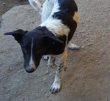 CORRY, Hund, Mischlingshund in Rumänien - Bild 1