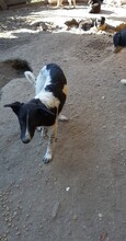 CORRY, Hund, Mischlingshund in Rumänien - Bild 3