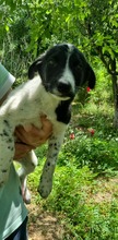 CORRY, Hund, Mischlingshund in Rumänien - Bild 4