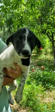 CORRY, Hund, Mischlingshund in Rumänien - Bild 5