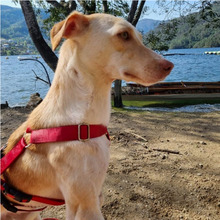 LIRA, Hund, Mischlingshund in Portugal - Bild 2