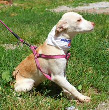 LIRA, Hund, Mischlingshund in Portugal - Bild 4
