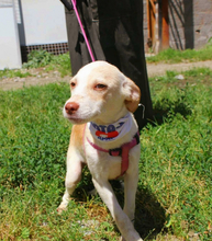 LIRA, Hund, Mischlingshund in Portugal - Bild 7