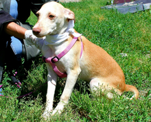 GINI, Hund, Mischlingshund in Portugal - Bild 1