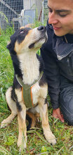 AMBRA, Hund, Mischlingshund in Italien - Bild 3