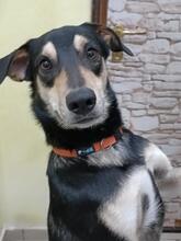 STEVEN, Hund, Mischlingshund in Italien - Bild 4