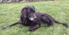 ZED, Hund, Mischlingshund in Breit - Bild 2