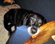 ZED, Hund, Mischlingshund in Breit - Bild 5
