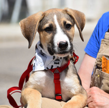 MIMO, Hund, Herdenschutzhund-Mix in Spanien - Bild 5
