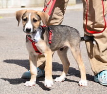 MIMO, Hund, Herdenschutzhund-Mix in Spanien - Bild 6
