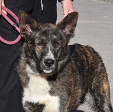 BOLO, Hund, Deutscher Schäferhund-Mix in Spanien - Bild 4