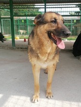 ZORKA, Hund, Mischlingshund in Kroatien - Bild 2