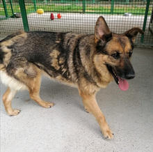 ZORKA, Hund, Mischlingshund in Kroatien - Bild 4