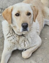 KIKO, Hund, Mischlingshund in Griechenland - Bild 1