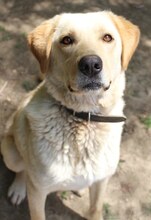 KIKO, Hund, Mischlingshund in Griechenland - Bild 14