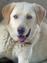 KIKO, Hund, Mischlingshund in Griechenland - Bild 15