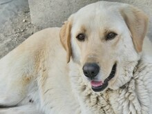 KIKO, Hund, Mischlingshund in Griechenland - Bild 16