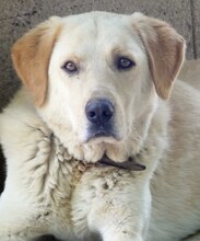 KIKO, Hund, Mischlingshund in Griechenland - Bild 17