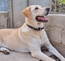 KIKO, Hund, Mischlingshund in Griechenland - Bild 19
