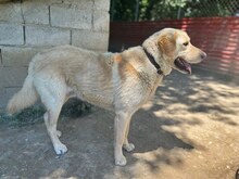 KIKO, Hund, Mischlingshund in Griechenland - Bild 2