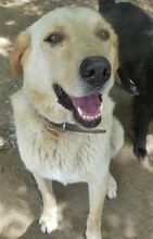KIKO, Hund, Mischlingshund in Griechenland - Bild 21