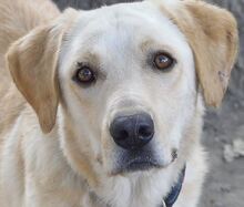 KIKO, Hund, Mischlingshund in Griechenland - Bild 22