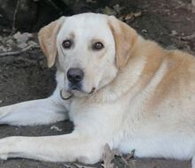 KIKO, Hund, Mischlingshund in Griechenland - Bild 23