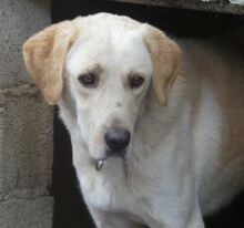 KIKO, Hund, Mischlingshund in Griechenland - Bild 25
