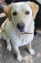 KIKO, Hund, Mischlingshund in Griechenland - Bild 26
