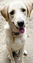 KIKO, Hund, Mischlingshund in Griechenland - Bild 27