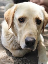 KIKO, Hund, Mischlingshund in Griechenland - Bild 28