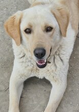 KIKO, Hund, Mischlingshund in Griechenland - Bild 3