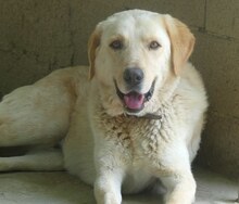 KIKO, Hund, Mischlingshund in Griechenland - Bild 30