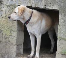 KIKO, Hund, Mischlingshund in Griechenland - Bild 36