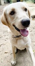 KIKO, Hund, Mischlingshund in Griechenland - Bild 38