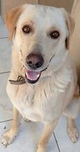 KIKO, Hund, Mischlingshund in Griechenland - Bild 39