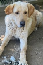 KIKO, Hund, Mischlingshund in Griechenland - Bild 4