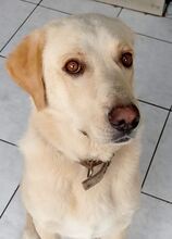 KIKO, Hund, Mischlingshund in Griechenland - Bild 43