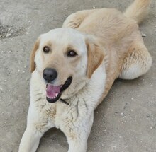KIKO, Hund, Mischlingshund in Griechenland - Bild 5