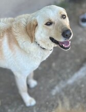 KIKO, Hund, Mischlingshund in Griechenland - Bild 7