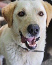 KIKO, Hund, Mischlingshund in Griechenland - Bild 8