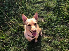 INCA, Hund, Mischlingshund in Grafenberg - Bild 2