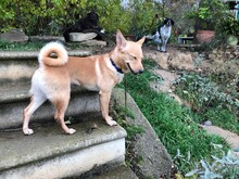 INCA, Hund, Mischlingshund in Grafenberg - Bild 7