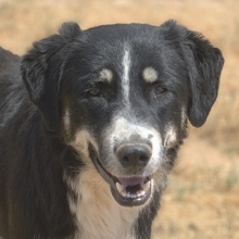 NOVAK, Hund, Mischlingshund in Griechenland
